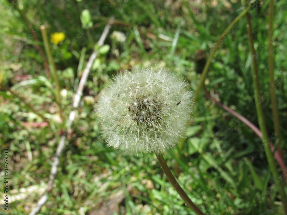 Dandelion weeds in a garden in the spring 