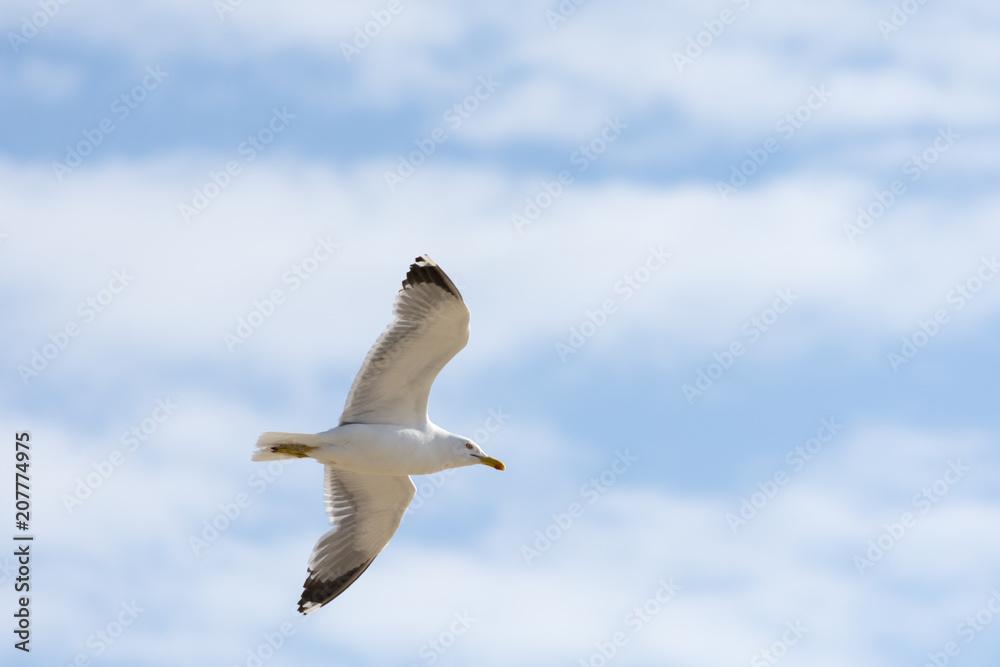 Obraz premium Vuelo de la gaviota en cielo azul y nubes blancas