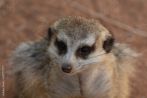 Really Cute Face of a Meerkat with Distinctive Markings