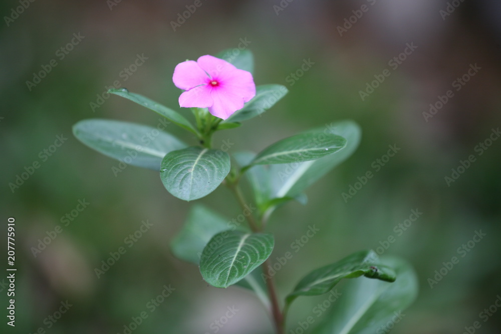Pink flower