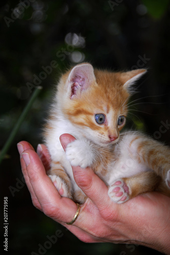 A small cat sitting on the hand