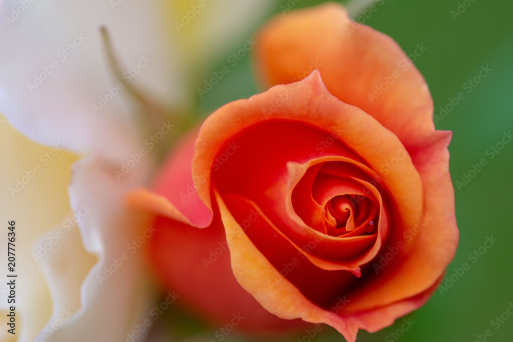 Orange rose bud Orange rose bud