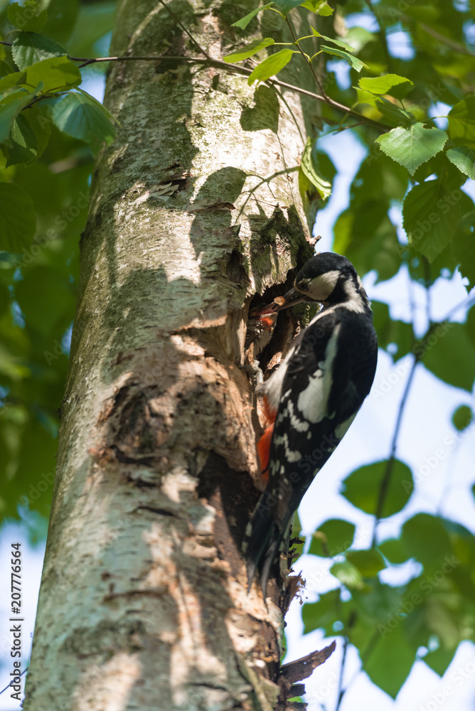 Obraz premium Great spotted woodpecker (Dendrocopos major) feeding hungry baby.