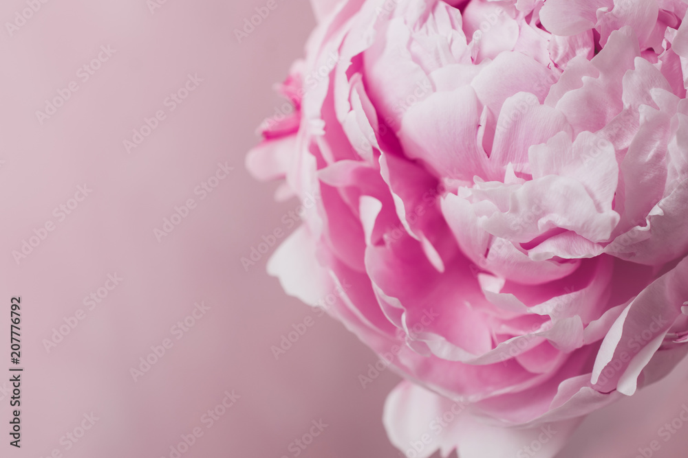 One pink peony stands on a pink background.