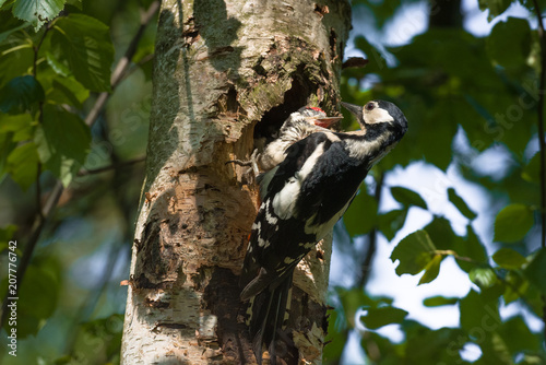 Great spotted woodpecker (Dendrocopos major) feeding hungry baby.