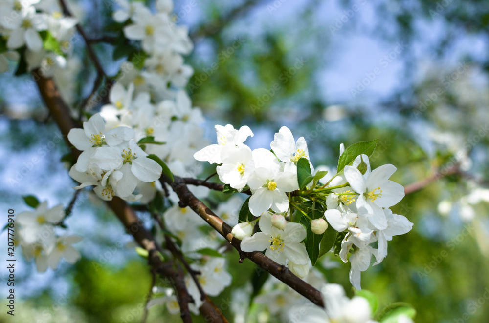 Apple branch in spring