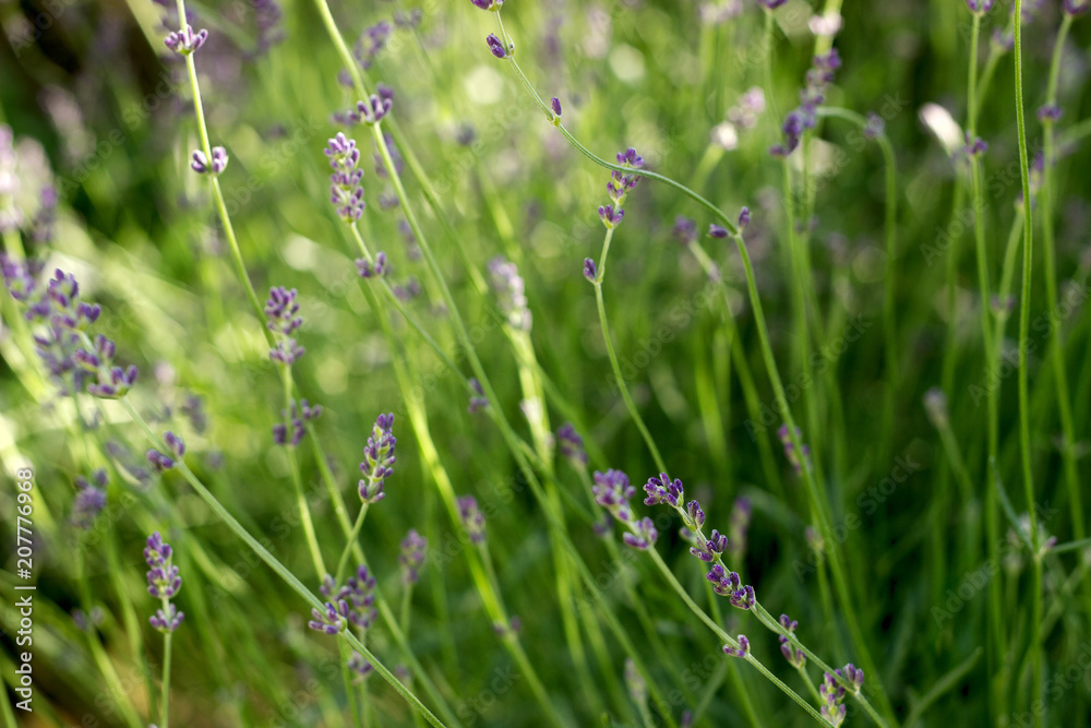 Flowering fragrant lavender in the rays of the morning or evening sun. Flowering fragrant lavender in the rays of the morning or evening sun.