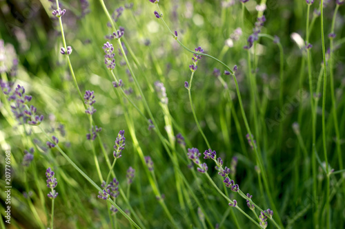 Flowering fragrant lavender in the rays of the morning or evening sun.