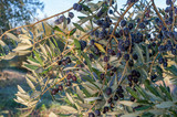 Ripe olives on branch in orchard