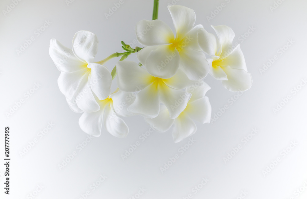 Beautiful white flowers on a white background.