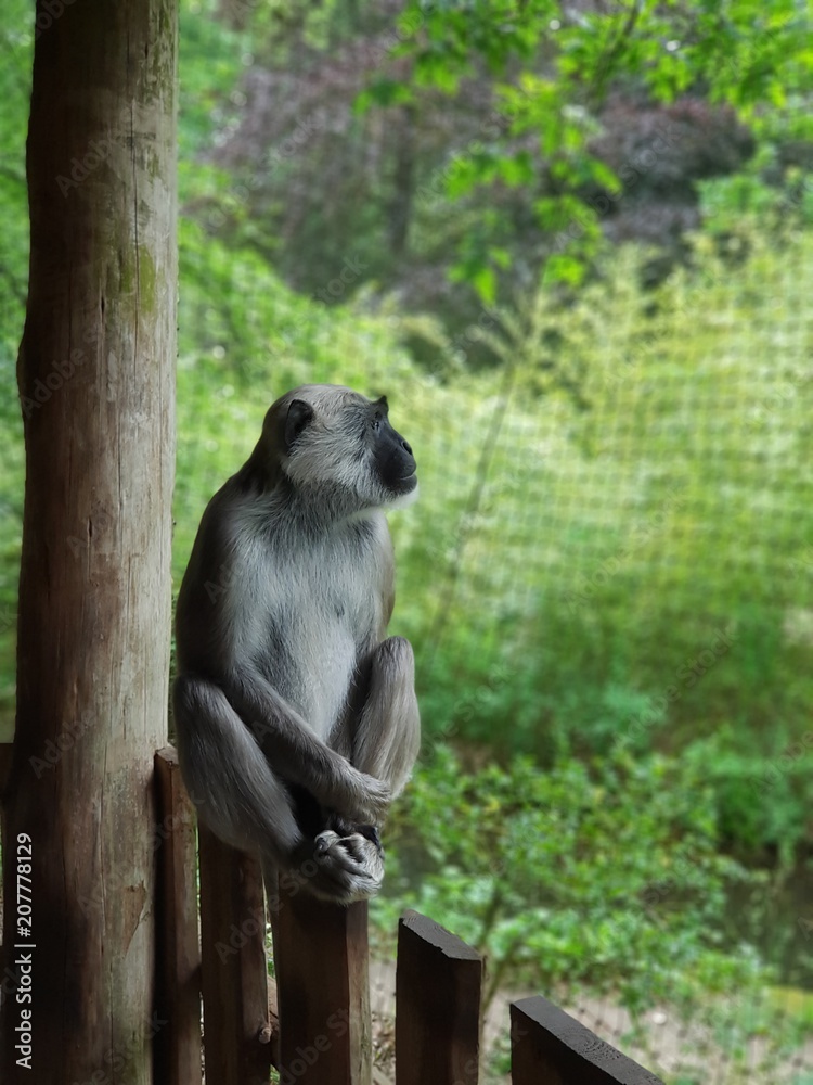 Fototapeta premium Der nachdenkliche Affe