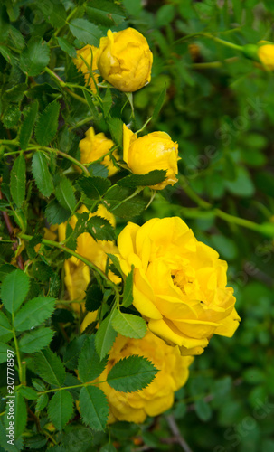 yellow garden braided rose 