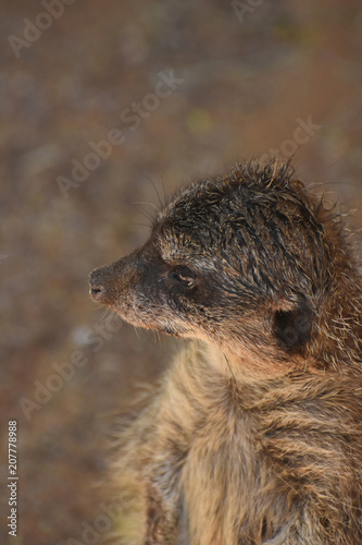 Really Striking Look at a Meerkat from the Side