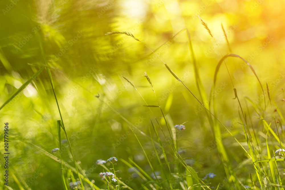 Meadow grass and plants closeup in sunlight, nature blur background