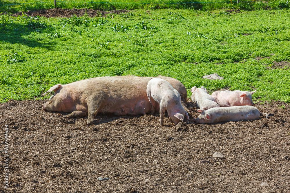 Pig with piglets in a meadow Pig with piglets in a meadow