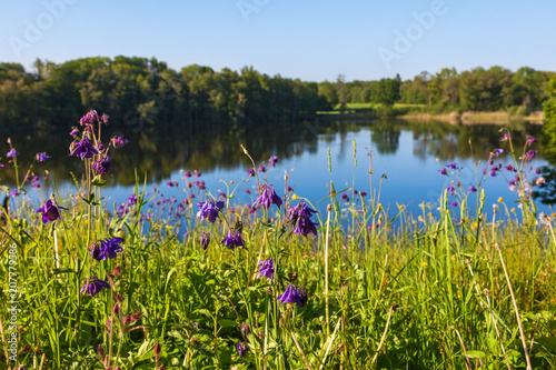 Flowers on the meadow by the lake