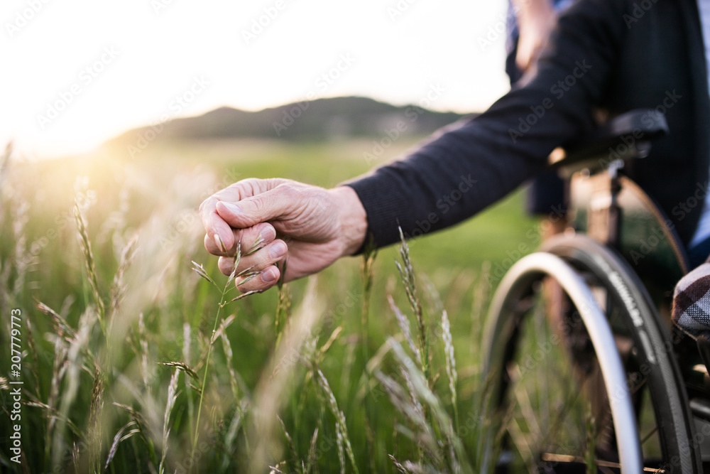 A hand of a senior man in wheelchair holding grass flower in nature. Close up. - obrazy, fototapety, plakaty 