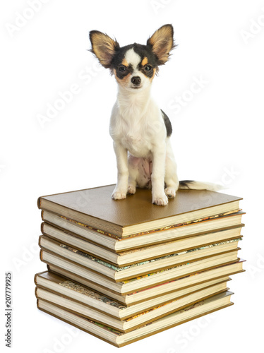 young chuihuahua sitting on a pile of books photo