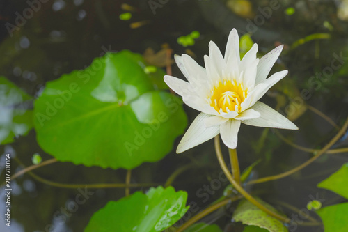 lotus flower.