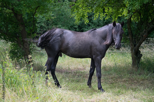 black spanish stallion
