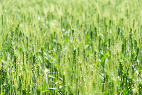 Young wheat spike on a rich green background