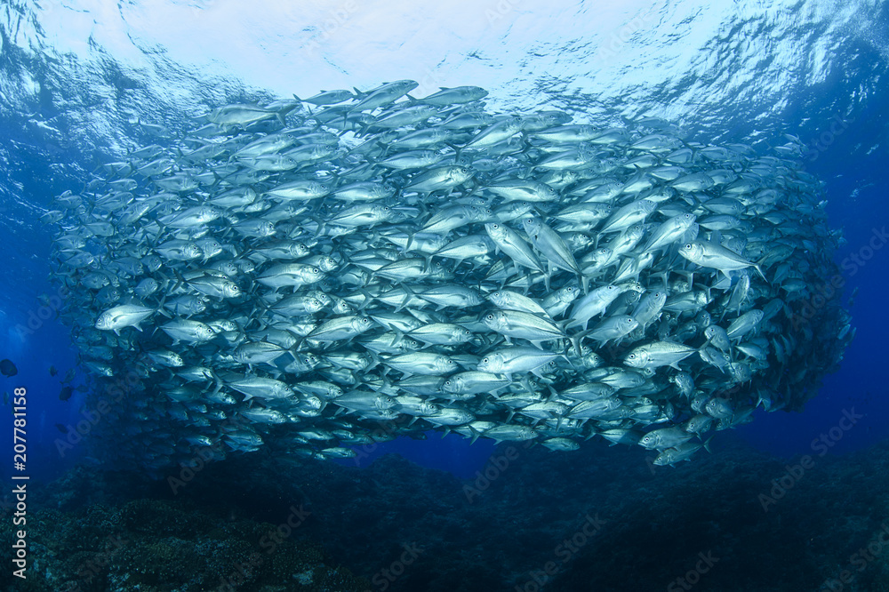 Obraz premium Bigeye Trevally Fish Tornado in Okinawa, Japan