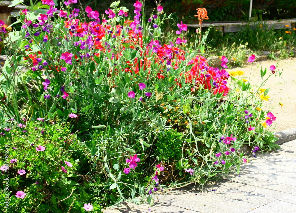 massif floral d'été dans jardin
