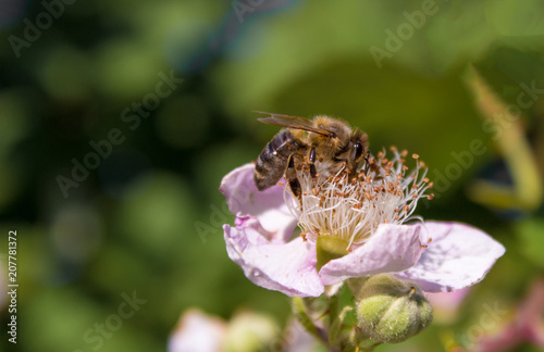 bee on a flower collects honey