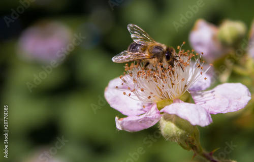 bee on a flower collects honey