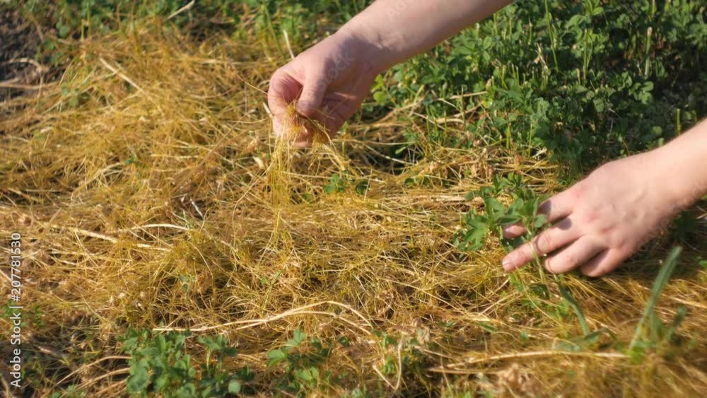 Dodder Genus Cuscuta parasitic plant. Dodder grows around clover