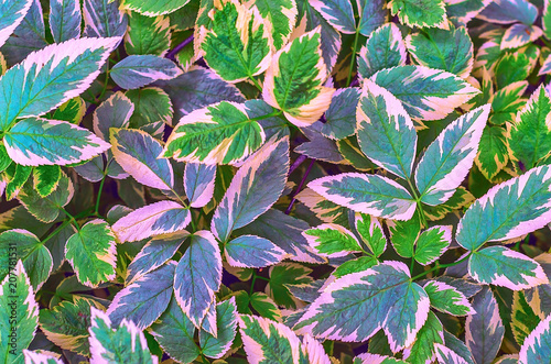 Vegetative background from a low growing soil cover plant with multi-colored leaves. Aegopodium podagraria.