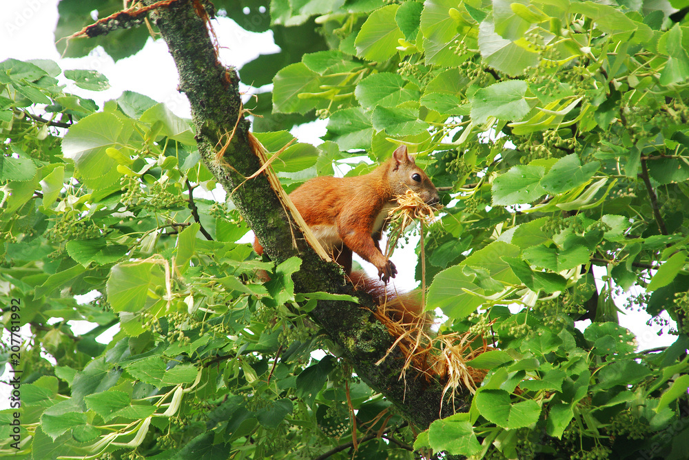 Squirrel Squirrel