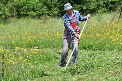mowing the grass in the village traditional way with scythe 