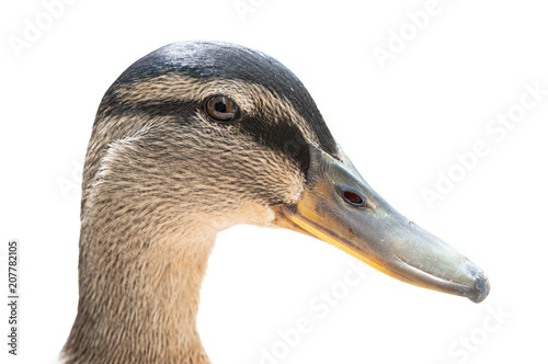 Portrait of female Mallard duck head, anas platyrhynchos. Close up detail, side view, l isolated on white background. Natural sunlight.