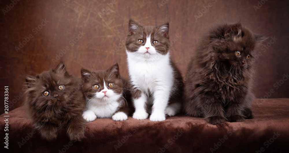 BKH und BLH - Vier Geschwister Kitten - sehr edel und süß - Rassekatzen