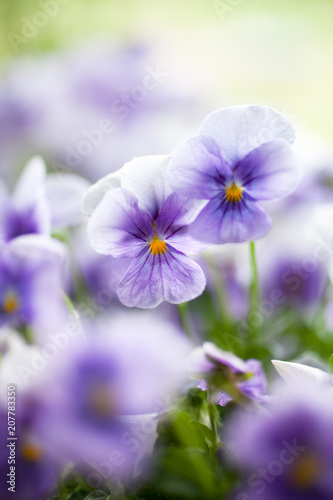 Pansies