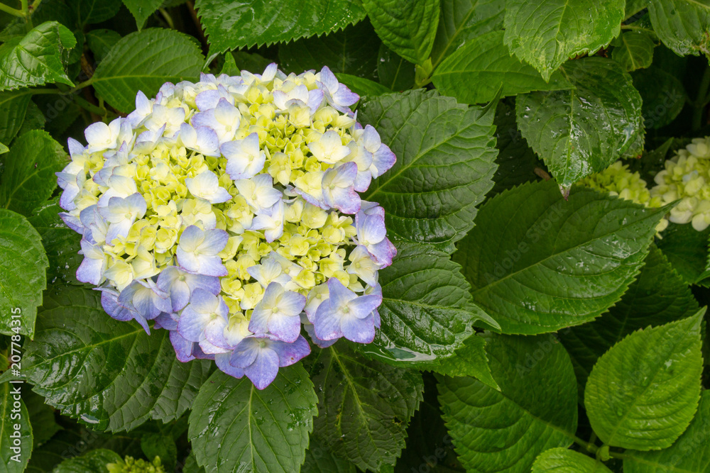 Single hydrangea blossom against wet leaves background, horizontal aspect Single hydrangea blossom against wet leaves background, horizontal aspect