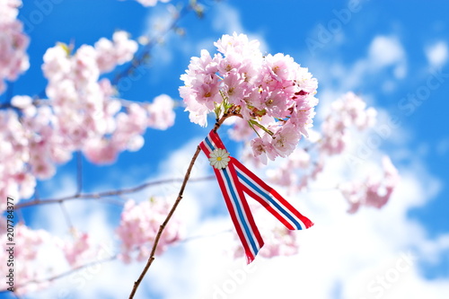 Canvastavla Blossoming pink sacura cherry tree flowers against blue sky background with Norwegian 17'th of may ribbon