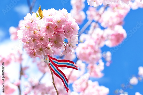 Blossoming pink sacura cherry tree flowers against blue sky background with Norwegian 17'th of may ribbon. Norway's Constitution Day is celebrated on May 17