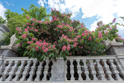 Aesculus x carnea photo