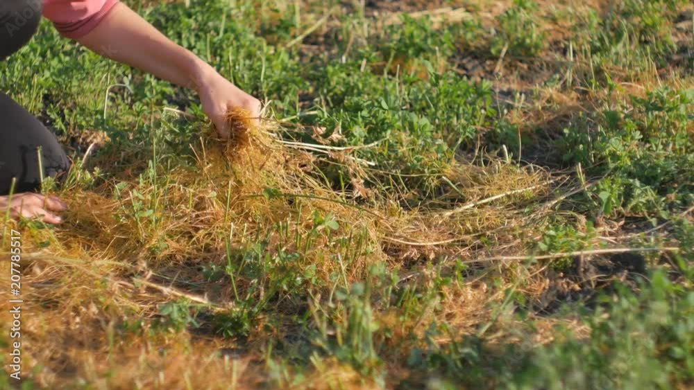 Dodder Genus Cuscuta parasitic plant. Dodder grows around clover