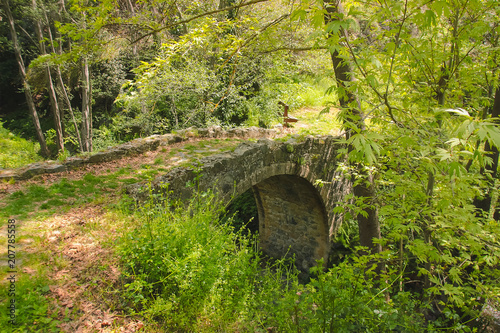 Small stone bridge in nature
