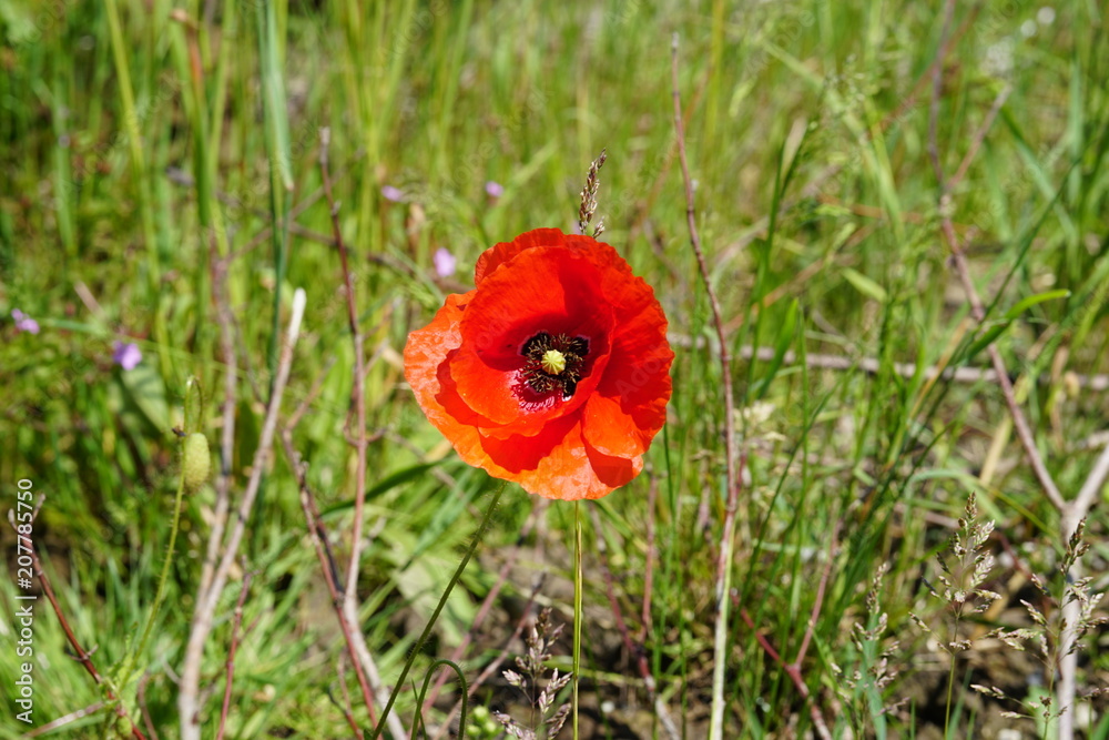 Rote Blume auf der grünen Wiese Rote Blume auf der grünen Wiese