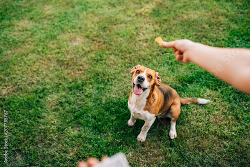 Fototapeta Naklejka Na Ścianę i Meble -  Feeding happy dog with treats.