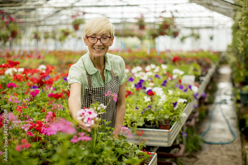Senior woman working in greengarden