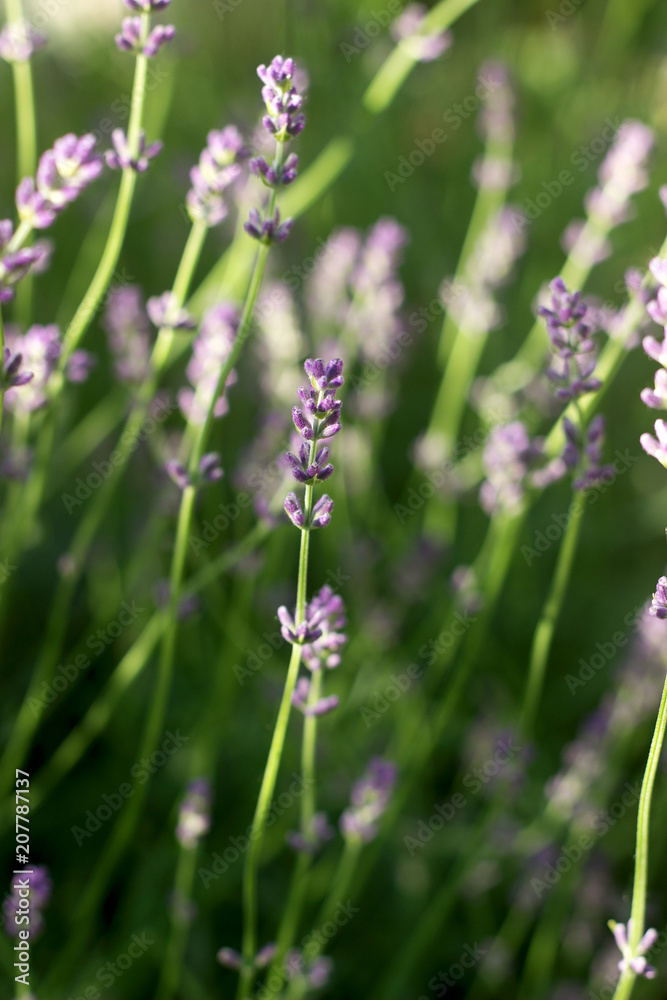 Flowering fragrant lavender in the rays of the morning or evening sun. Flowering fragrant lavender in the rays of the morning or evening sun.