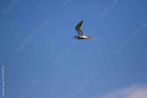 Artic Tern in flight 