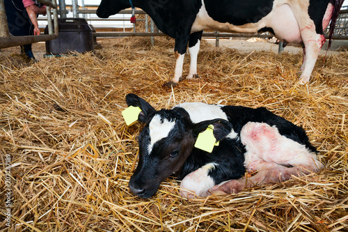 A newborn calf on the farm. photo