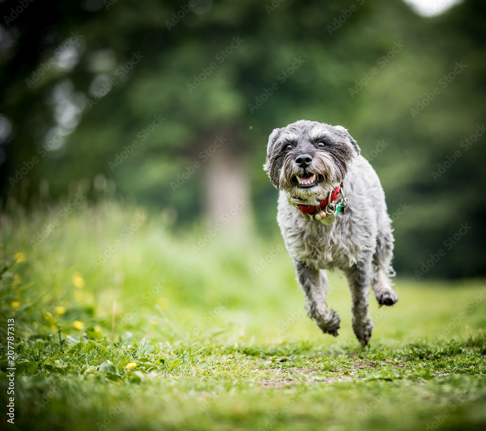 Fototapeta premium The Miniature Schnauzer