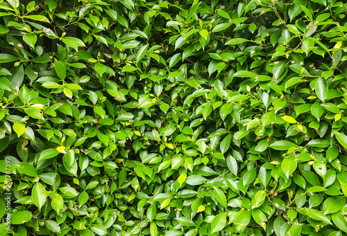 green bush leaves texture and background design.